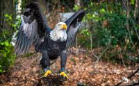 falknerei bergisch land greifvoegel portraits