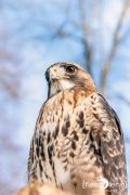 falknerei bergisch land greifvoegel portraits