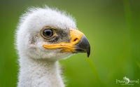 falknerei bergisch land greifvoegel portraits