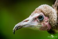 falknerei bergisch land greifvoegel portraits