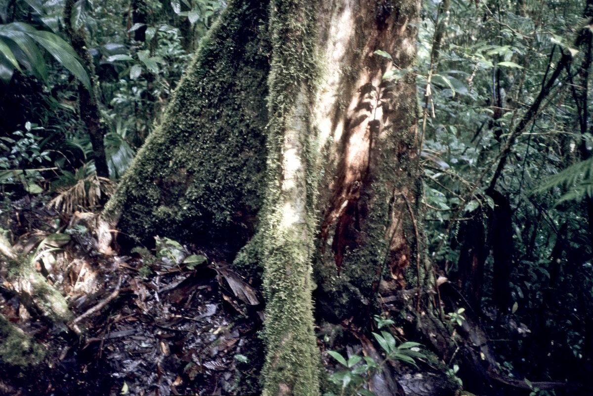 guatemala 1991