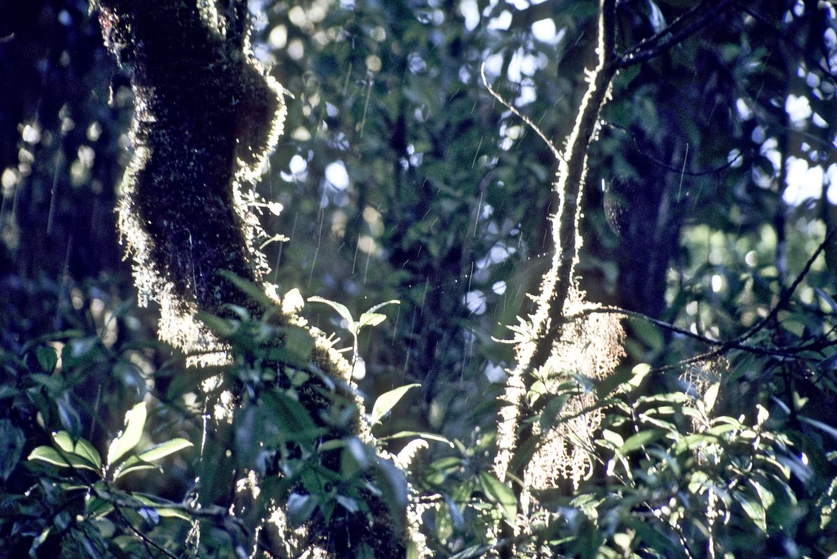 guatemala 1991