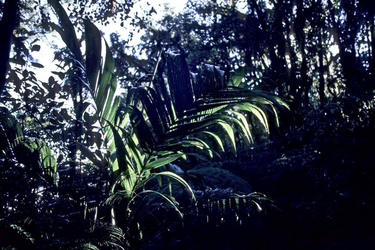 guatemala 1991