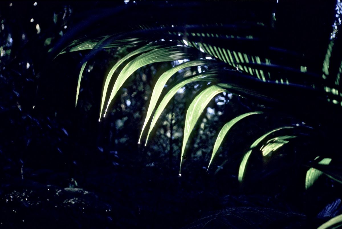 guatemala 1991