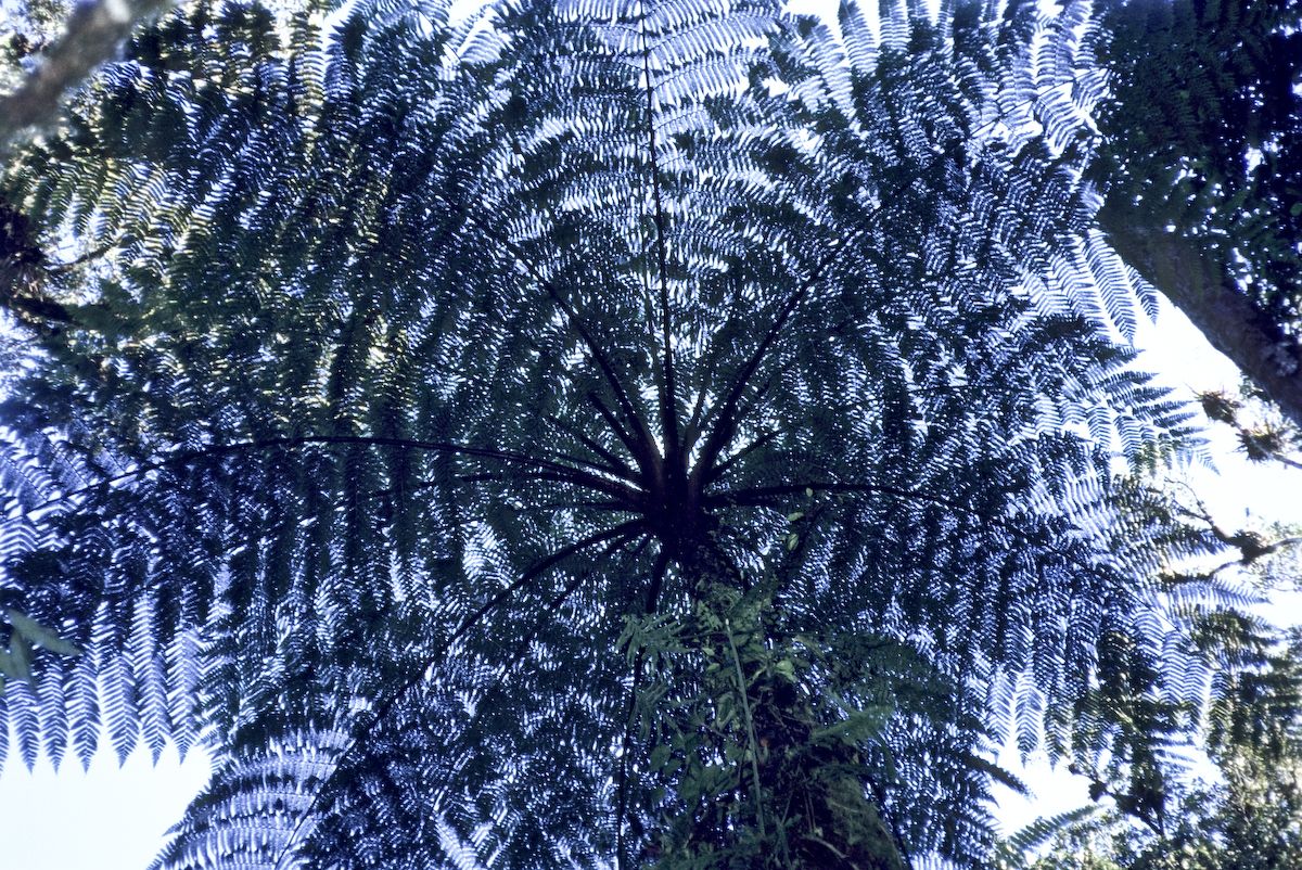 guatemala 1991