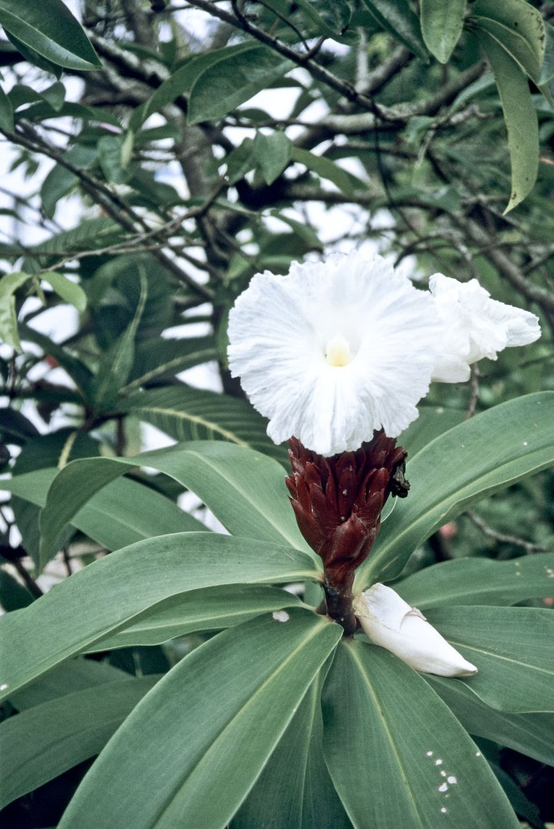 guatemala 1991