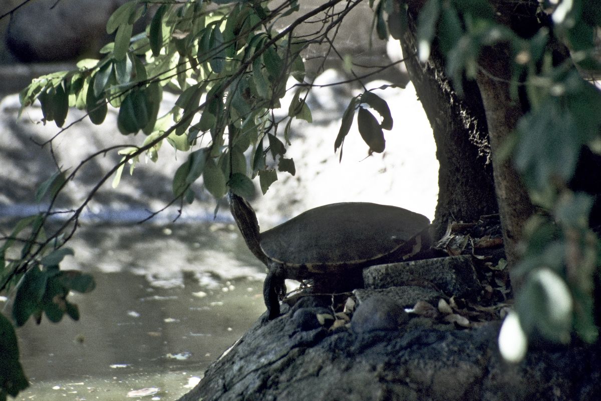 guatemala 1991