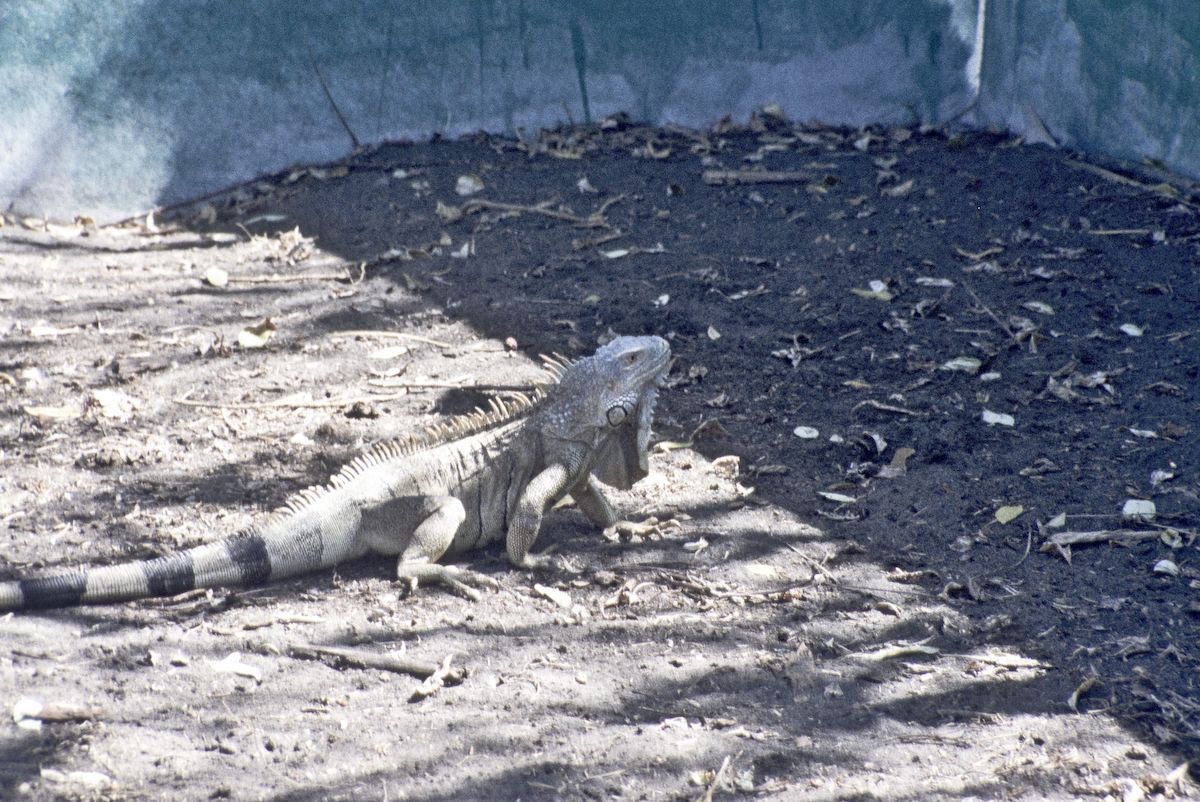 guatemala 1991