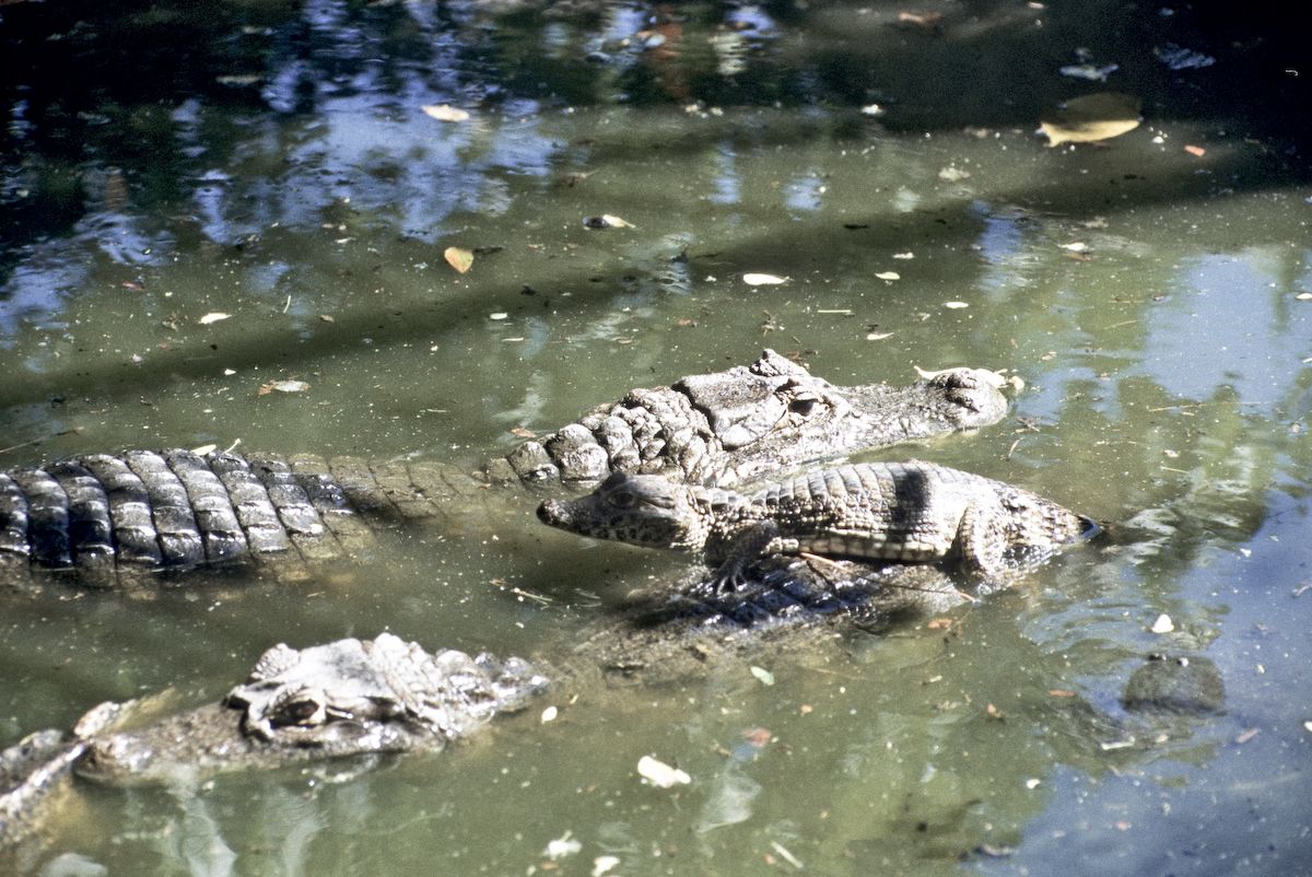 guatemala 1991