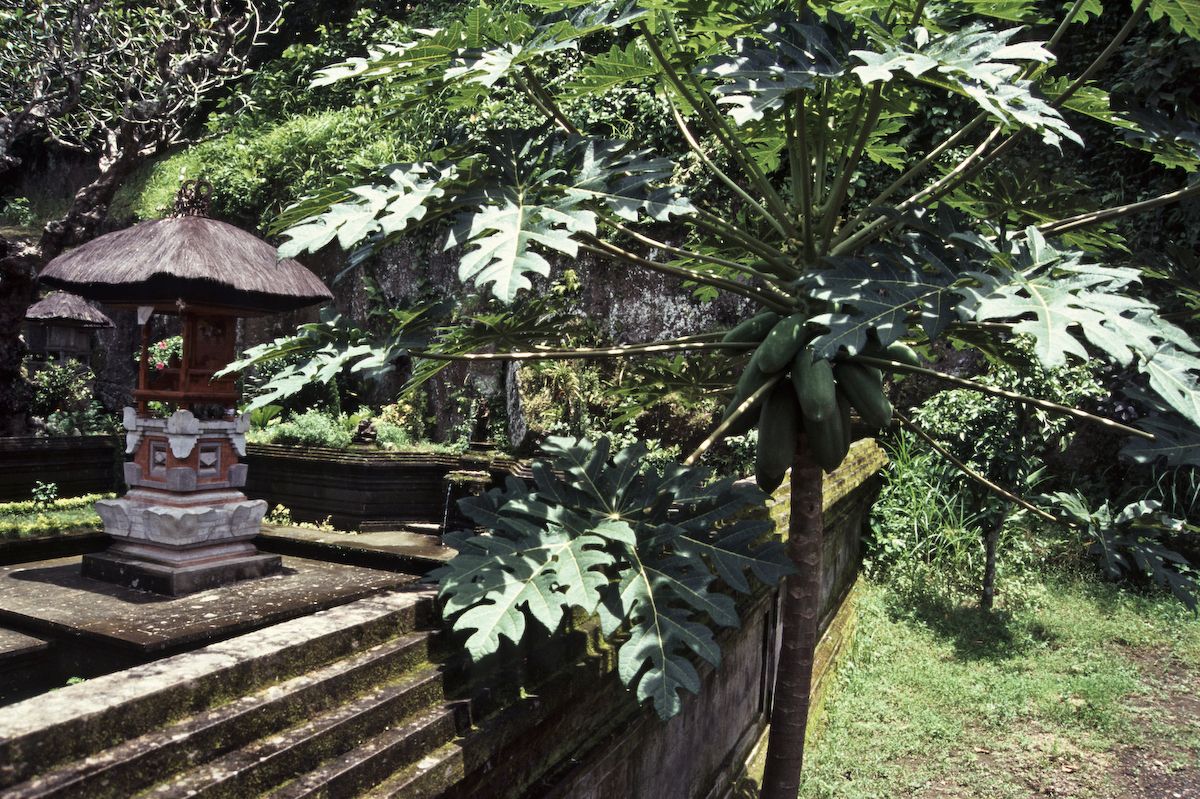bali 1995