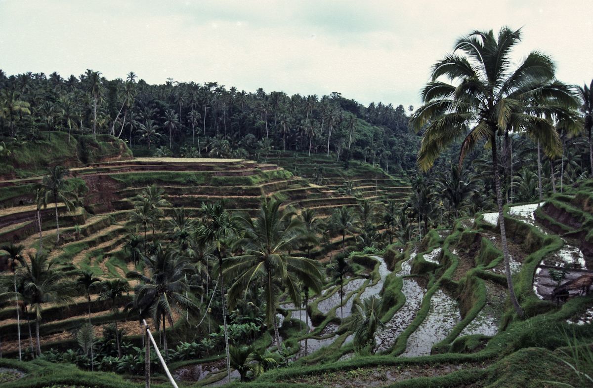 bali 1995