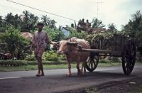 bali 1995