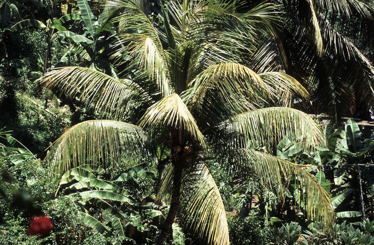 bali 1995
