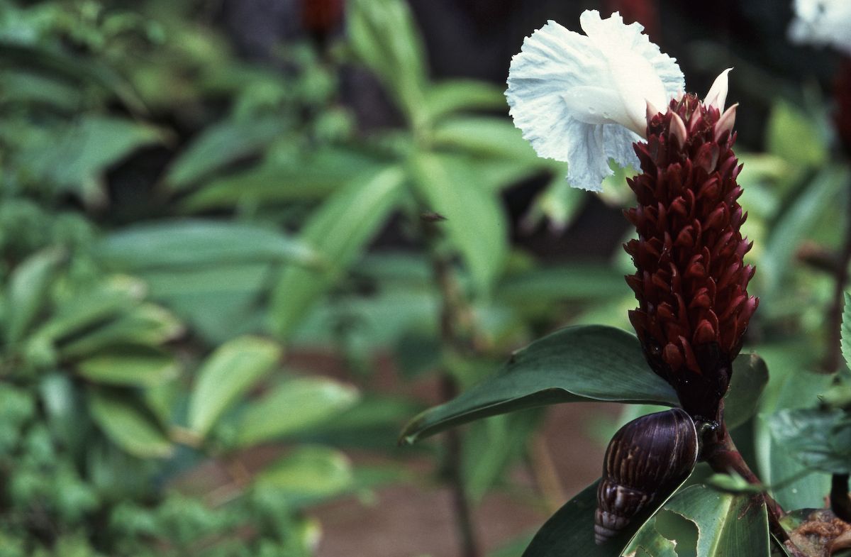 bali 1995