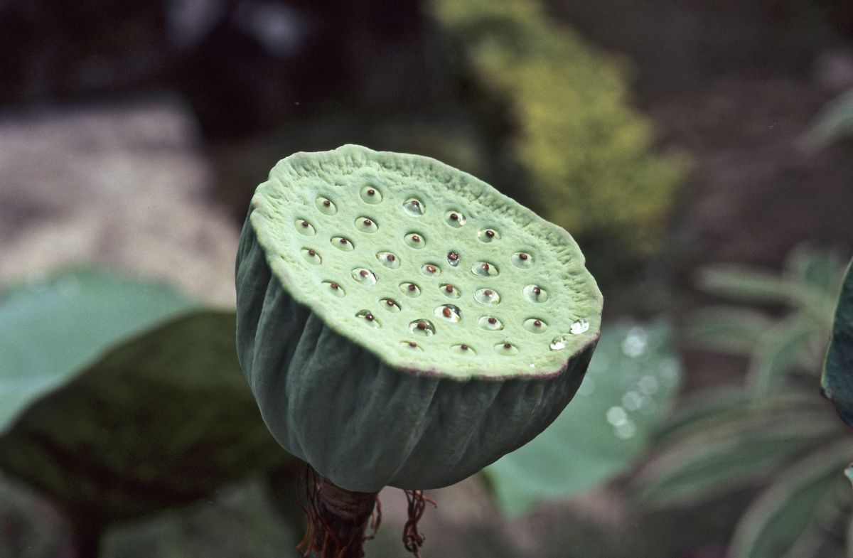 bali 1995