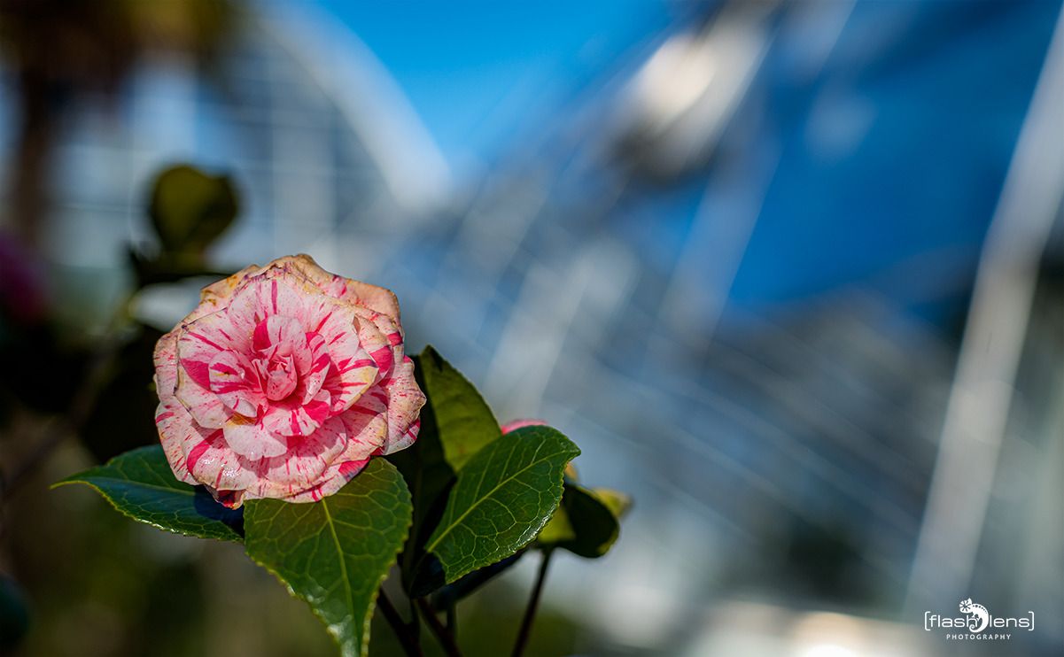 flora