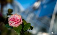 flora