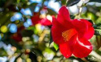 flora