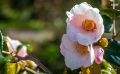 flora