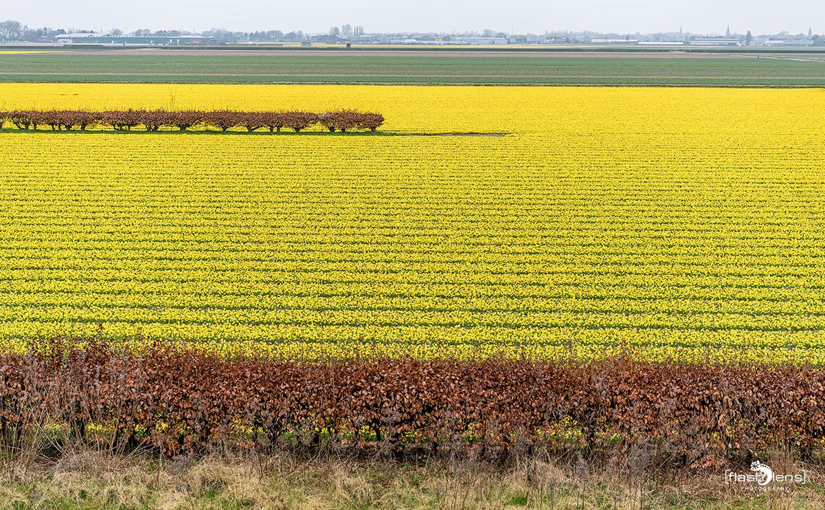 keukenhof