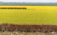 keukenhof