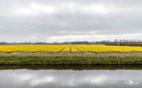 keukenhof