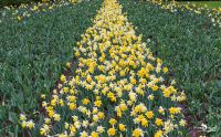 keukenhof