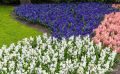 keukenhof