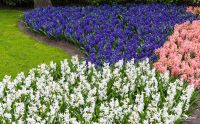 keukenhof