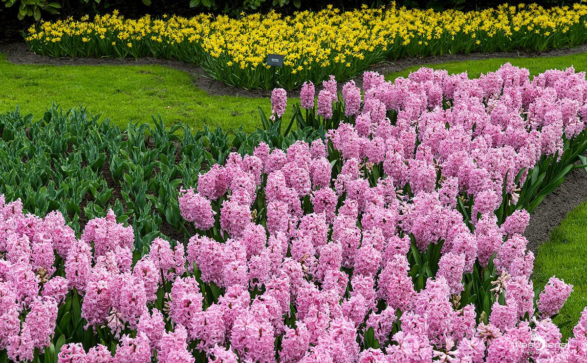 keukenhof