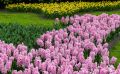 keukenhof