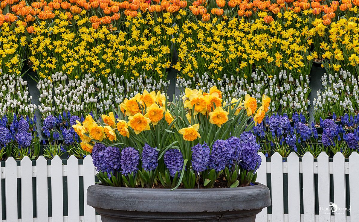 keukenhof
