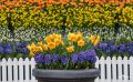 keukenhof