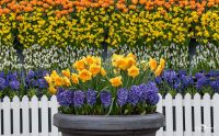 keukenhof