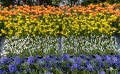 keukenhof