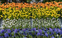 keukenhof