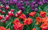 keukenhof