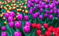 keukenhof