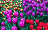 keukenhof