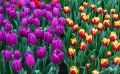 keukenhof