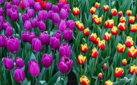 keukenhof