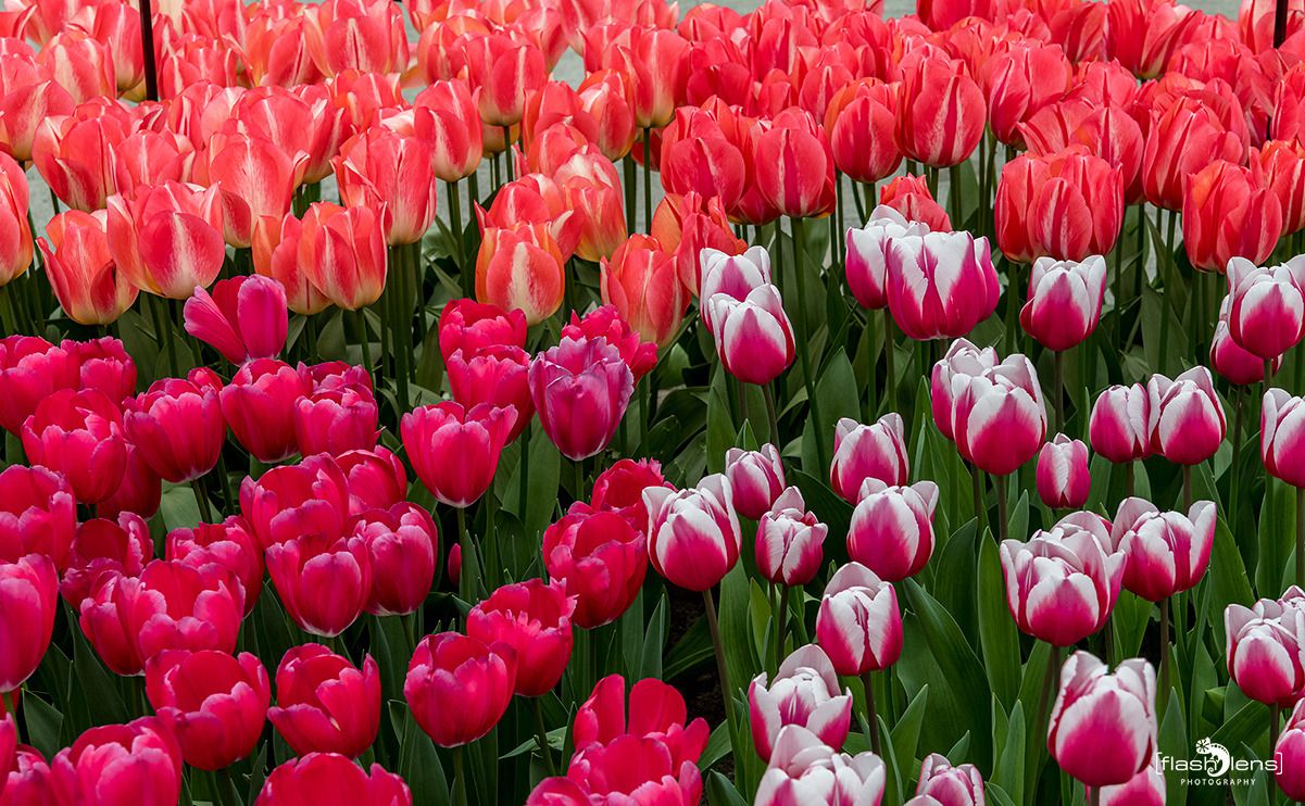 keukenhof