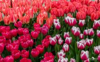 keukenhof