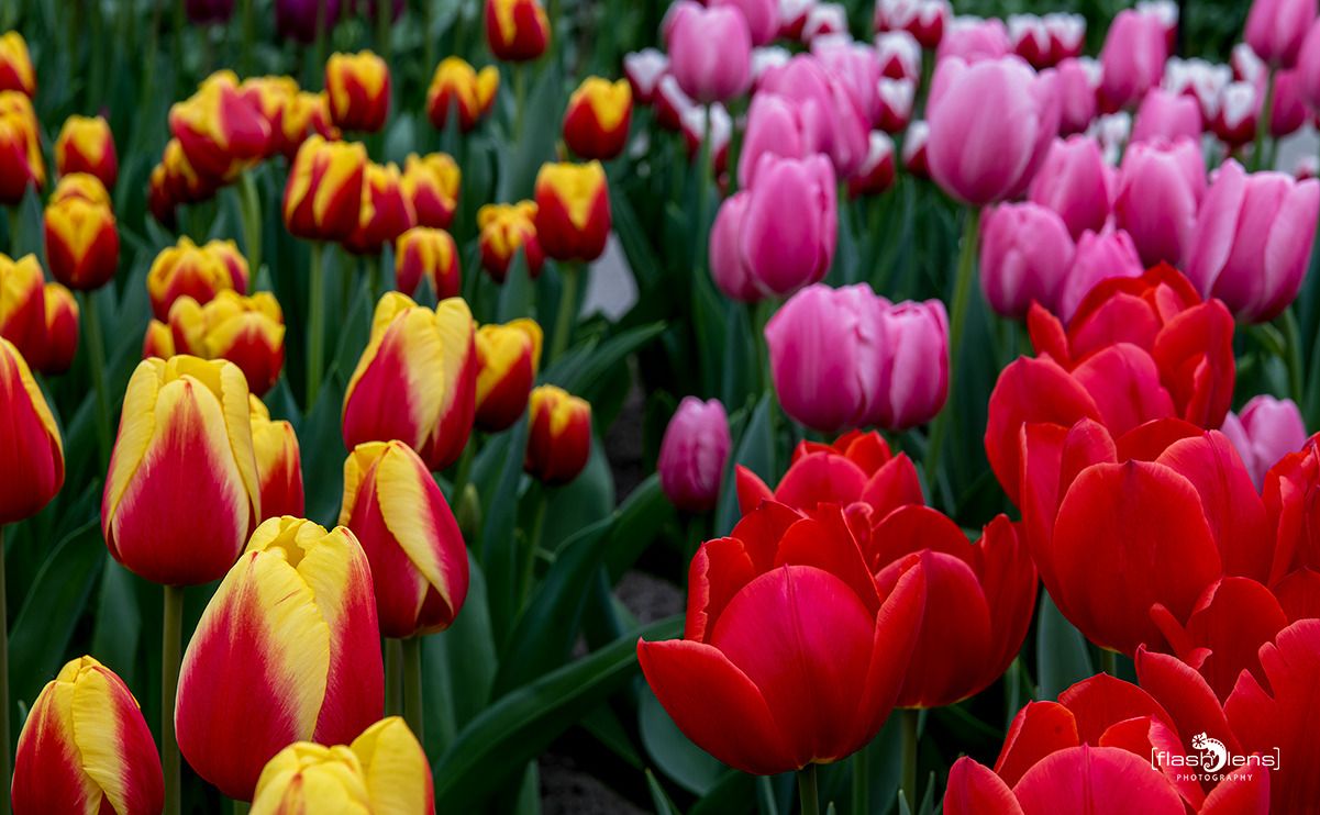 keukenhof