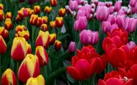 keukenhof
