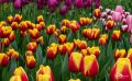 keukenhof