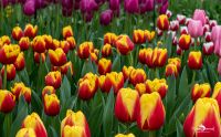 keukenhof