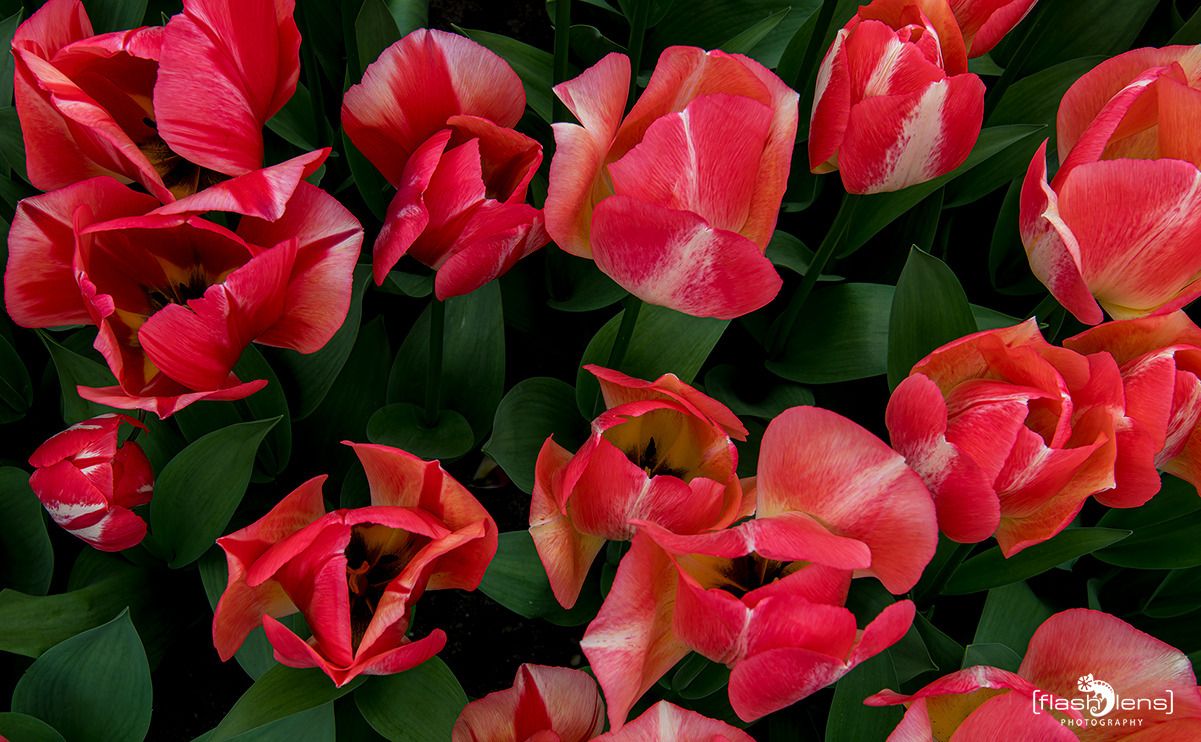 keukenhof