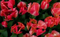 keukenhof