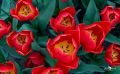 keukenhof